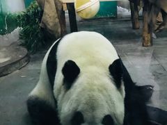 -无锡动物园·太湖欢乐园