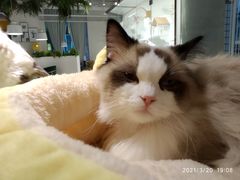 -喵喵咪呀布偶猫咖(春熙路店)