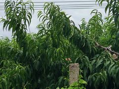 -老袁家蜜桃农场·阳山水蜜桃