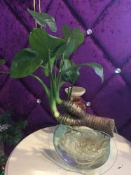 -薇兰专业脱毛连锁机构