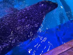 -海合安青岛极地海洋公园
