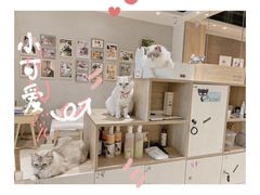 -藏猫猫咖啡主题馆(中央大道店)