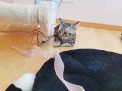 -猫咪派对(江南西店)