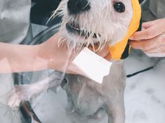 -Oh My Dog宠物沙龙(伊珊娜皮毛护理店)