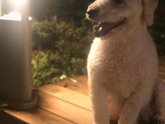 -瑞鹏宠物医院·爱宠堂·骨外专科(西荷分院)