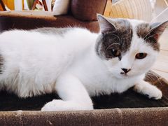-Cappucimeow猫咪咖啡馆(韦伯时代店)