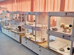 -翊宠yipet猫狗购宠庄园犬舍•猫舍