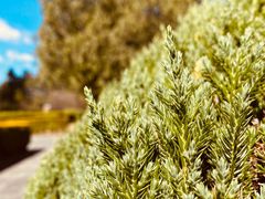 -崇圣寺三塔文化旅游区