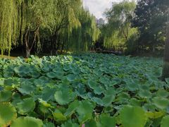 -桐乡植物园