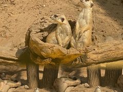 -北京野生动物园