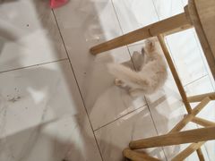 -楼上猫咖(罗湖店)
