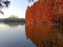 -上海海湾国家森林公园