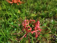 -洋湖国家湿地公园