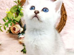 -十年猫舍·猫咪专门店(普陀店)