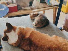 -平行世界·猫咖(首经贸店)