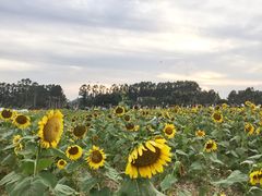 -光明小镇欢乐田园