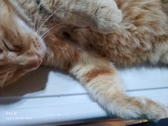 -李小姐の猫咖啡馆(五角场店)