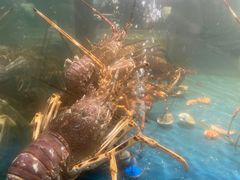 -龙宴海鲜城(经中路店)