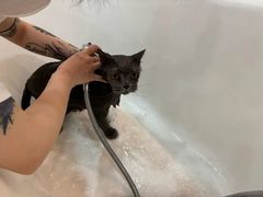 -momokira米努特·德文卷毛猫·棉花面纱犬