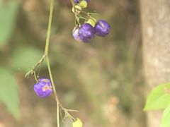 -广州市流溪河国家森林公园
