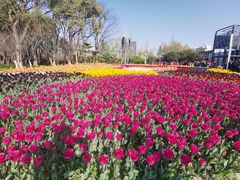 -大宁郁金香公园-停车场