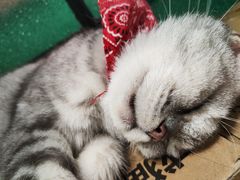 -猫色咖啡·猫咖