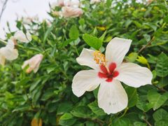 -香蜜公园