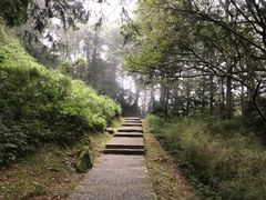 -阿里山神木遗迹