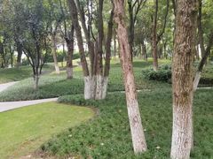 -重庆市江北嘴中央商务区中央公园