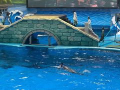 -海合安成都极地海洋公园