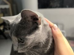 -琪喵猫屋·撸猫猫咖·猫舍