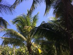 -东郊椰林