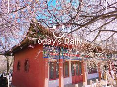 -桃花堤公园