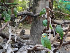 -广州长隆飞鸟乐园