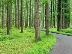 -黄海国家森林公园