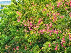 -南美元生态大酒店(海珠店)