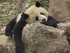 -都江堰中华大熊猫苑