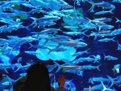 -香港海洋公园