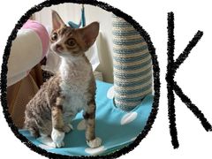 -momokira米努特·德文卷毛猫·棉花面纱犬