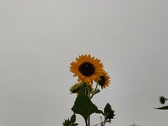 -映月湖中央公园