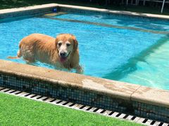 -汪说喵讲宠物乐园宠物酒店(红星美凯龙店)