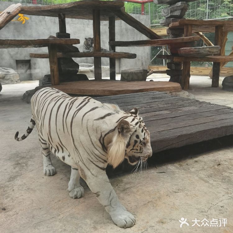 长假来龙之梦动物世界吧[加油]