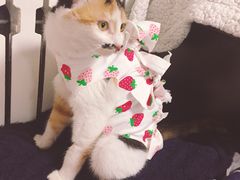 -纳吉亚猫专科动物诊疗中心(蒋宅口分院)