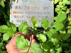 -广州神农草堂中医药博物馆