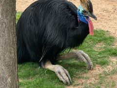 -西霞口神雕山野生动物世界