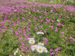 -白鹭湾湿地公园