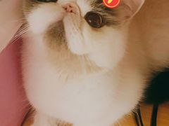 -叮叮猫咪生活馆