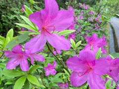 -西岭雪山大飞水景区