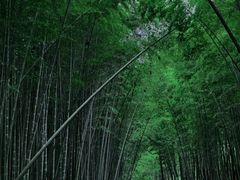 -同里国家湿地公园