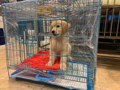 -翊宠yipet猫狗购宠庄园犬舍•猫舍